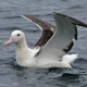 Sthn Royal Albatross