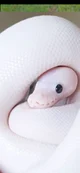 A cute pink snake 