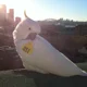 Crested Cockatoo