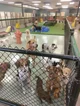 Dog shelter