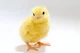 Chick