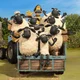 Shaun The Sheep