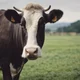 AI Cow