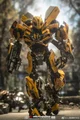 Bumblebee- Bay