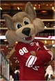 Howler the Coyote
