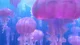 Jellyfish Forest