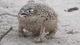 Desert Rain Frog