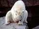Poler bear paw