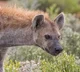 hyena