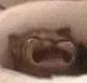 姜禮侑