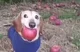 Dog with an apple