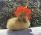 Duckling