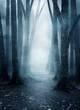 Dark forest