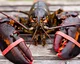 giant lobster