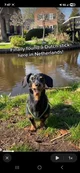 Crusoe the dachshund