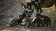 African wild dogs