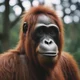 Orangutan