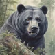 Oso Gris