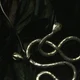 Loki