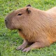 Capybara