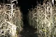 Endless Corn Maze 