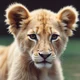 Lion Cub V