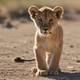 Lion Cub K