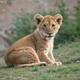 Lion Cub Z