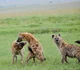 Hyena clan