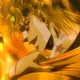 Dio Brando
