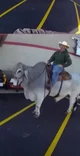 Bull rider
