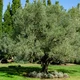 Olive tree
