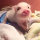 Mini Pig