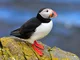 Atlantic puffin