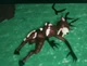 The Deer Is Hurt