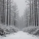 Winter forest