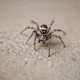 Tiny spider 