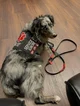 Service dog