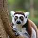 Zoboomafoo 