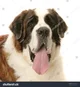 St Bernard dog