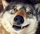 Monstrous Wolf Thing