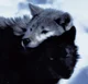 BL - Wolf