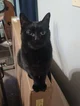 Blackie The BlackCat