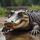 Female crocodile