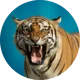 Champawat Tigress