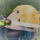 Shulk