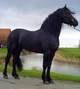 Arabo-Friesian