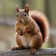 AI Squirrel