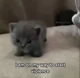 Violent kitty