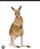 Kangaroo